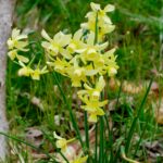 narcissus